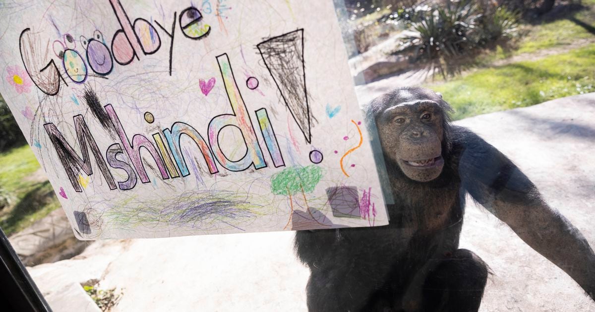 Dallas Zoo claims farewell to chimpanzee in move that will lead to species’ expansion