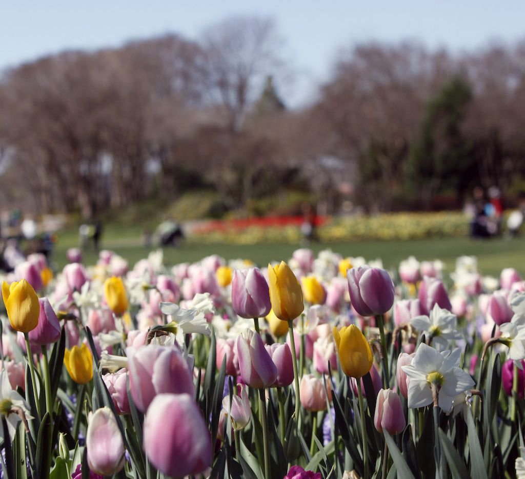 Dallas Blooms A World Of Flowers