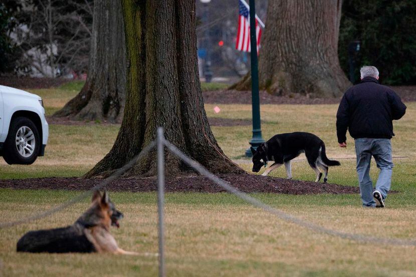 Champ y Major Biden, los dos perros del presidente, en el Jardín Sur de la Casa Blanca, el...