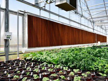 Massive swap coolers line one side of the greenhouse at the Dallas Arboretum's newest...