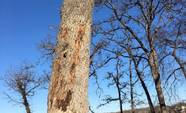 Why is the Oak Tree Bark Falling Off My Tree? - K&C Tree and Landscape