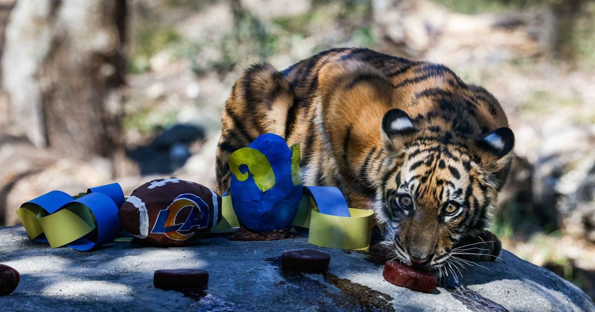 Zoo-per' Bowl: Dallas Zoo's tiger cub predicts Cincinnati Bengals will win  this year's matchup