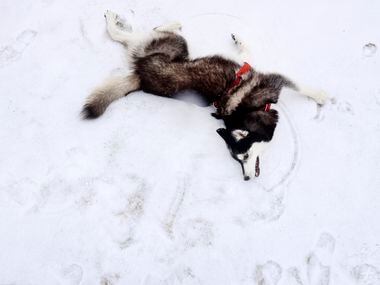 After a band of sleet dropped about 2 inches of sleet in Arlington, 7-yr-old Husky, Jax, was...