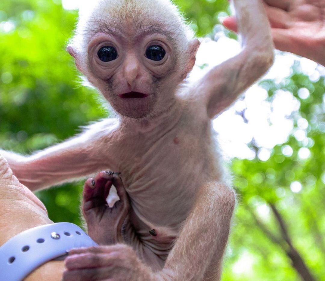 A baby gibbon was born at the Dallas Zoo. The gibbon, who has not yet been named, is being...