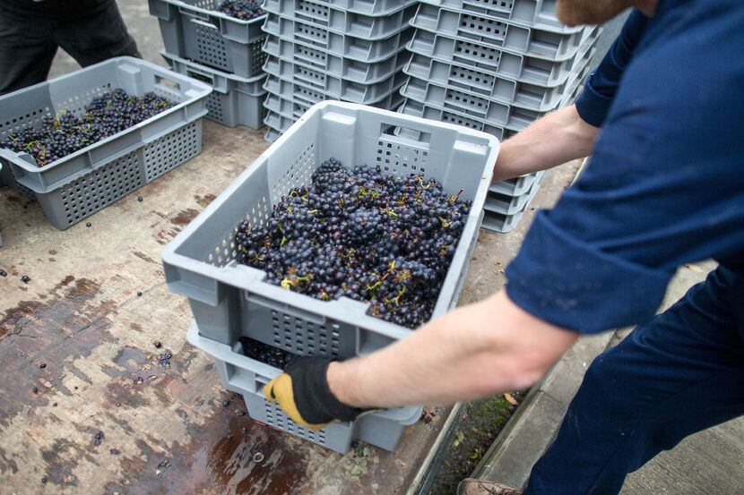 Trabajadores preparan para sopesar las uvas Pinot Meunier en Sussex, Reino Unido (SIMON...