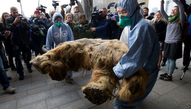 Científicos cargan el cuerpo de mamut descubierto en Rusia. El animal falleció hace unos...