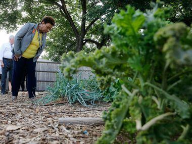 Congresswoman Barbara Lee (CA-13) checks out some of the plants grown at Bonton Farms during...