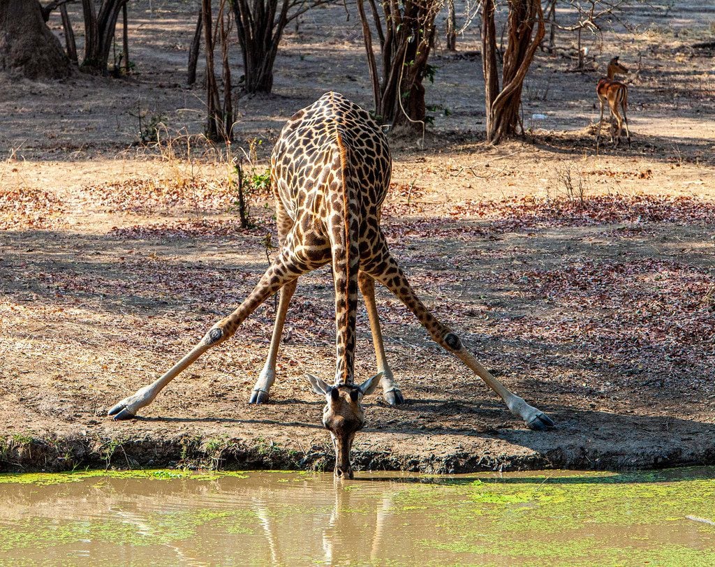 Assuming the "waterhole bend" yoga pose, this giraffe gets a drink near the Bilimungwe Lodge...