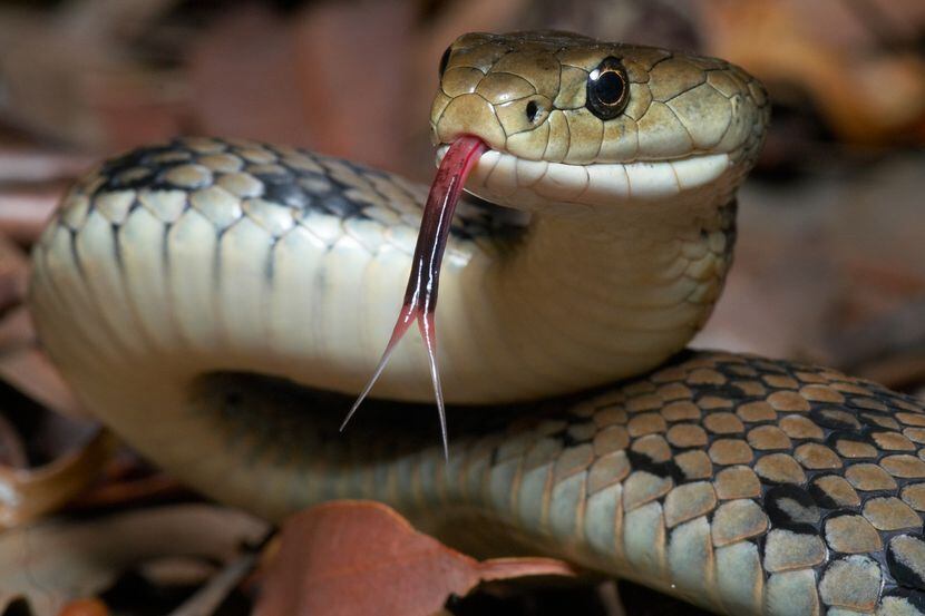 Entre las serpientes encontradas había boas y  pitones esmeraldas./iStock
