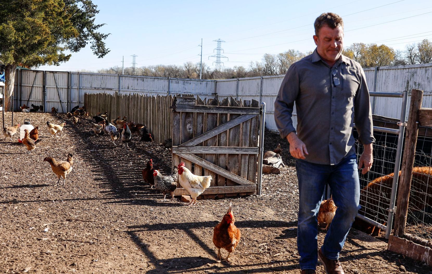 Daron Babcock leaves his pig, Libby, in a pen while chickens roam at Bonton Farms in South Dallas. The chickens' eggs are sold at the market, along with milk from the operation's goat herd.