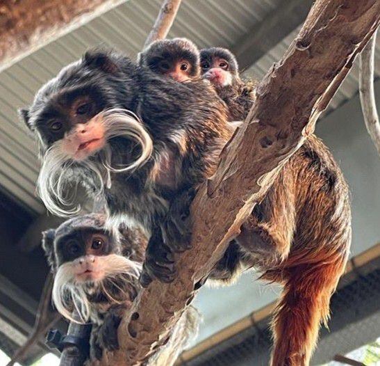 The twin emperor tamarin monkeys were born March 29 to mom Lettie and dad Roger.