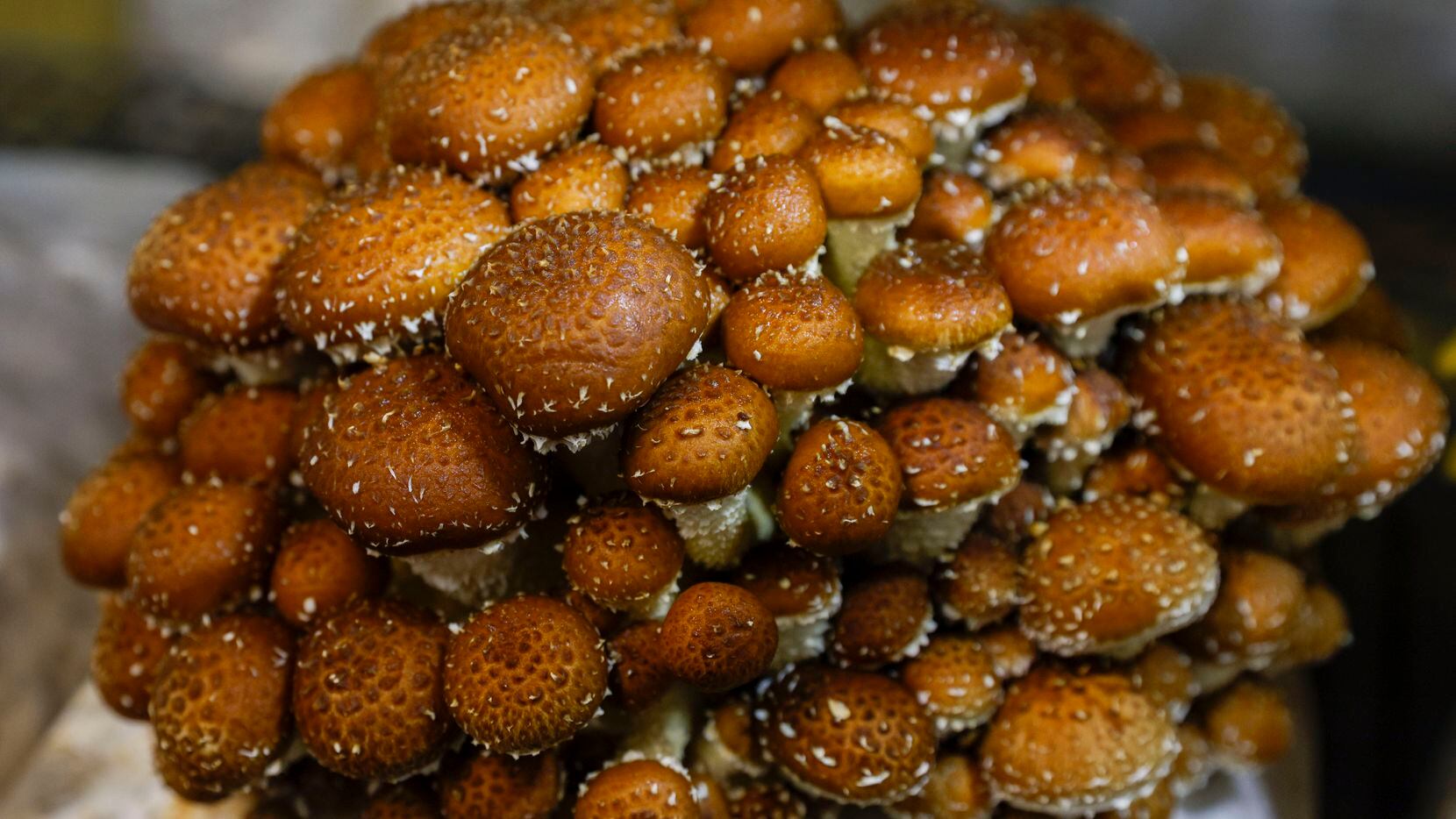 A cluster of Chestnut mushrooms grows at Texas Fungus in Arlington.