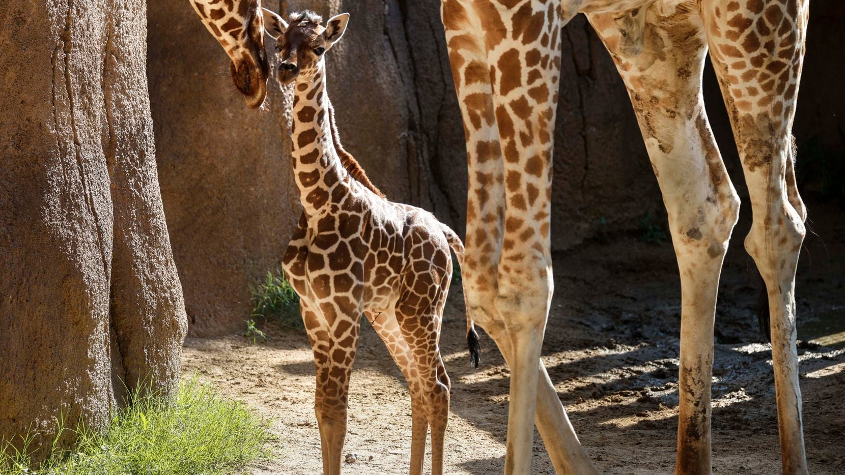 Marekani, born on the Fourth of July, made her public debut four days later at the Dallas Zoo.