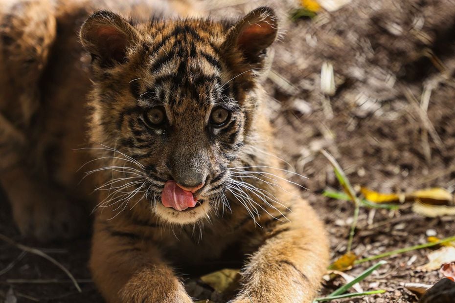 Sumini, a baby Sumatran tiger born at the Dallas Zoo in August, comes out in the habitat for a few hours each day, but she will eventually be there full time.