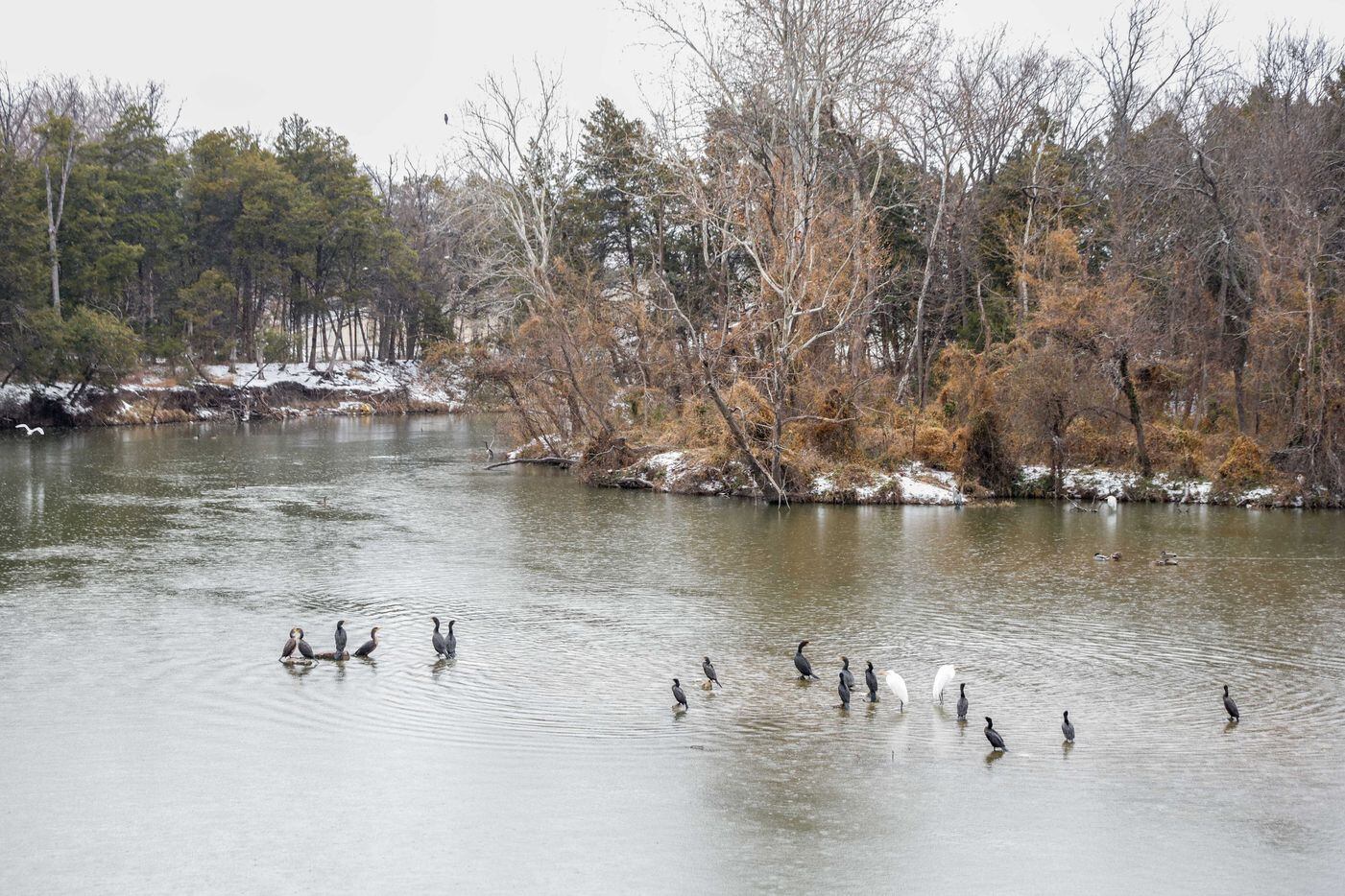 Birds rest over icy water at White Rock Lake in Dallas on Wednesday, Feb. 1, 2023. Dallas...