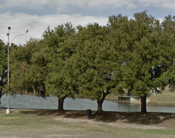 Changes to Dallas' tree ordinance are particularly conscious of development in southern...
