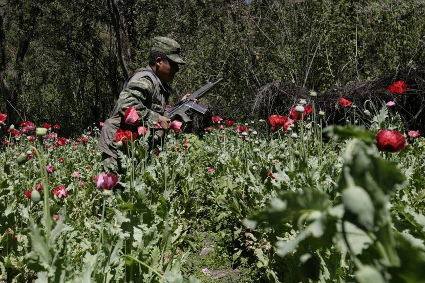 Un soldado del Ejército mexicano durante un operativo para destruir sembradíos de droga.(AP)
