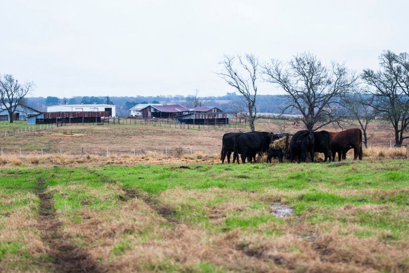 Cows feed on hay at John Stoneham's ranch on Wednesday, January 18, 2017 in Grimes County....