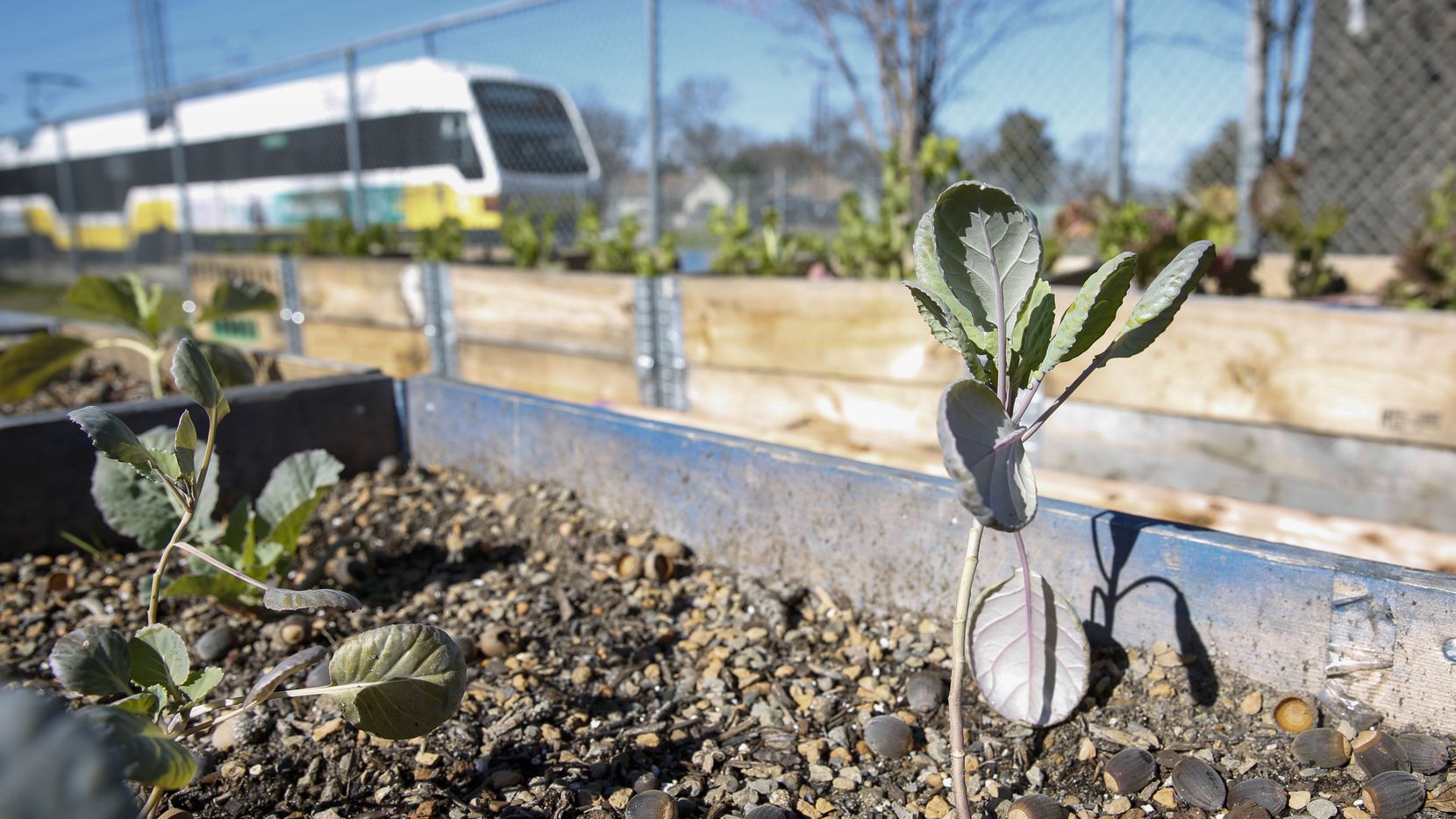 Urban Farm Sprouts On Unused Dart Property Beside South Dallas Station