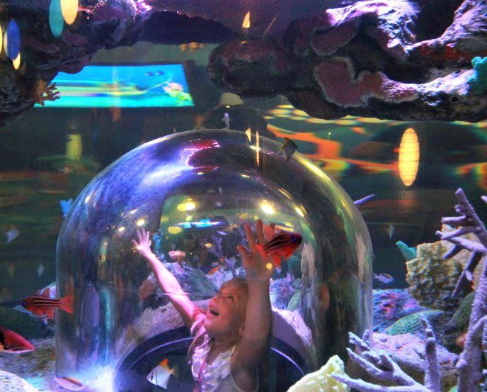 A young visitor to Sea Life Aquarium in Grapevine plays inside a glass bubble in the  play...