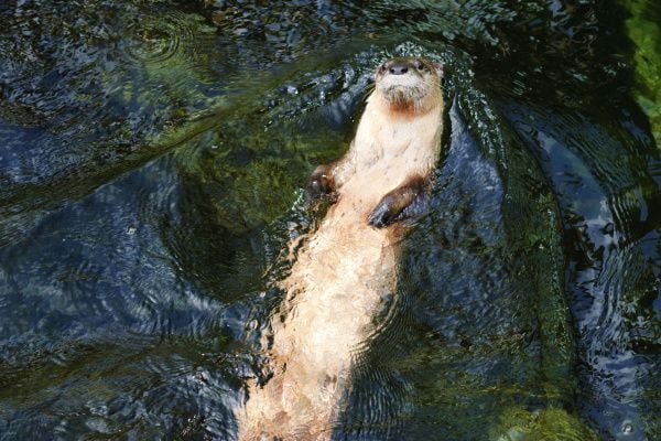 The North American river otter, a member of the weasel family, is a slim carnivore with...