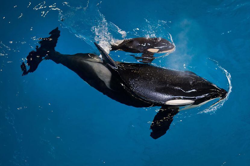 En esta imagen proporcionada por SeaWorld Parks & Entertainment, la orca Takara ayuda a...