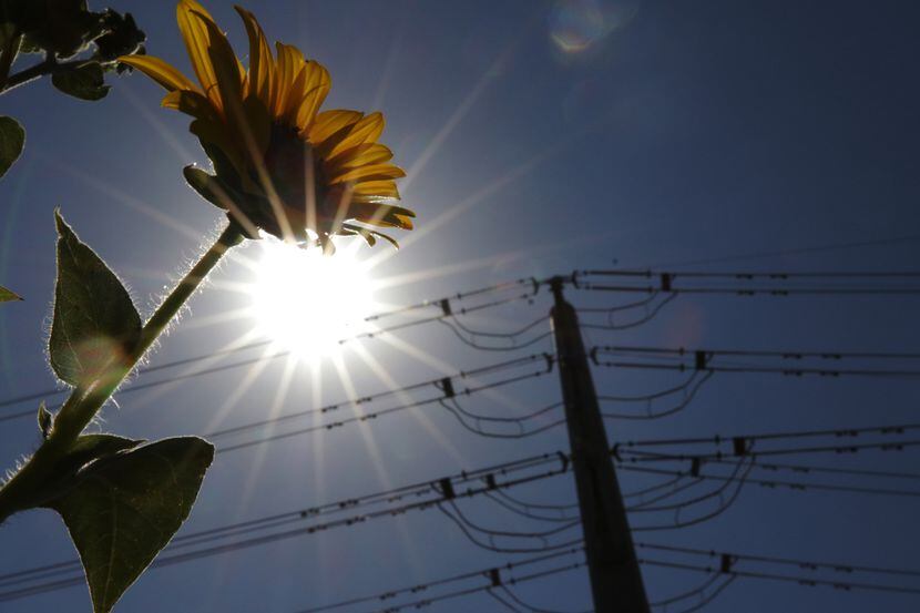 A beautiful sunflower stands against the backdrop of silhouetted power lines connecting to...