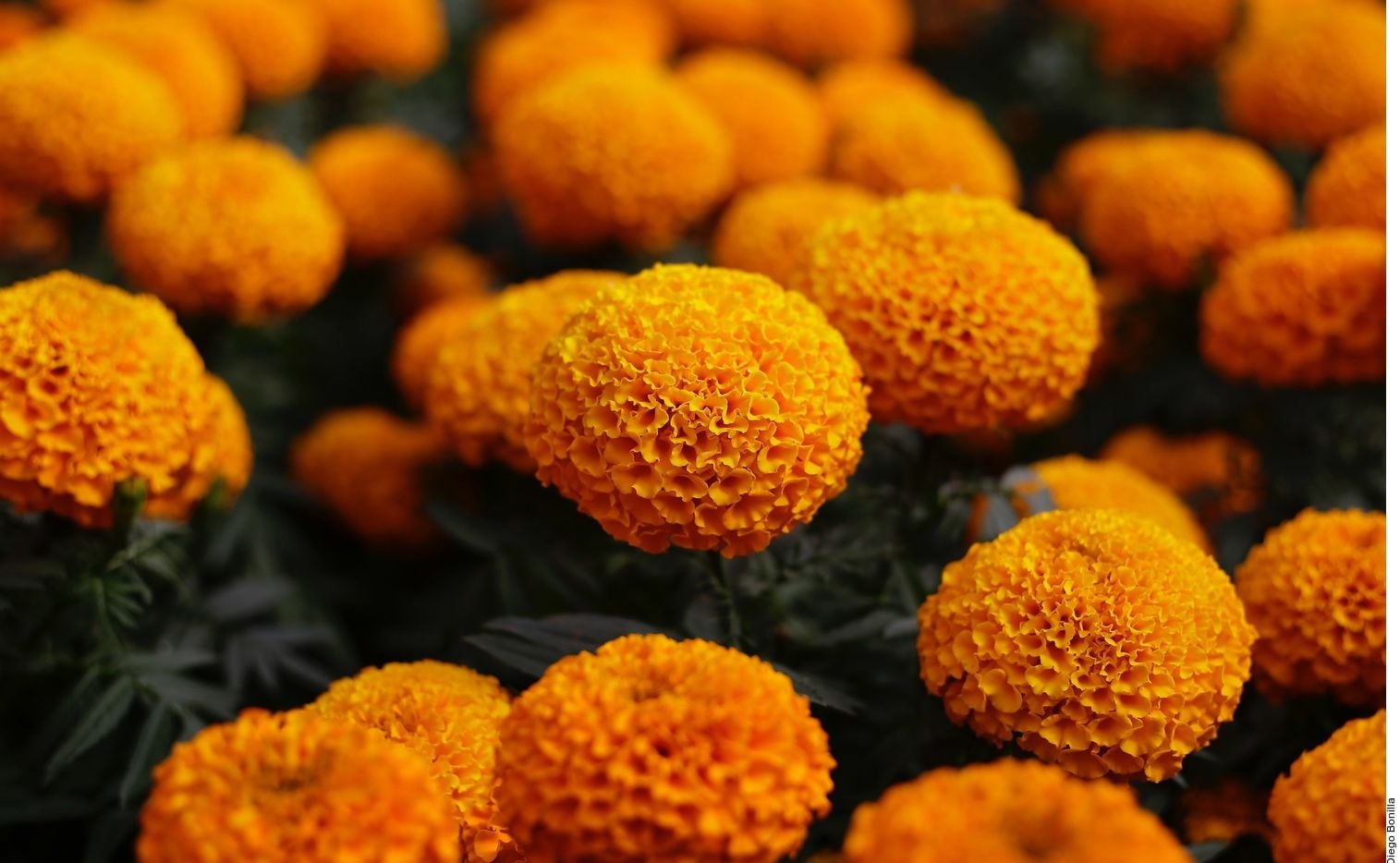 Cempasúchitl: Cinco cosas que debe saber sobre la típica flor del Día de  Muertos