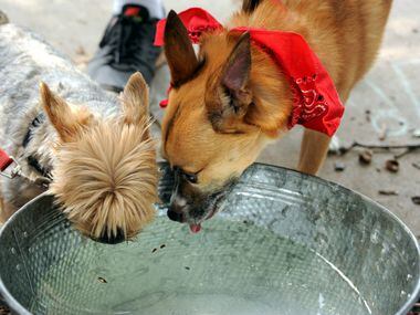 Teddy and Brooklyn stay cool at the 21st annual Dog Day Afternoon at Flagpole Hill in...
