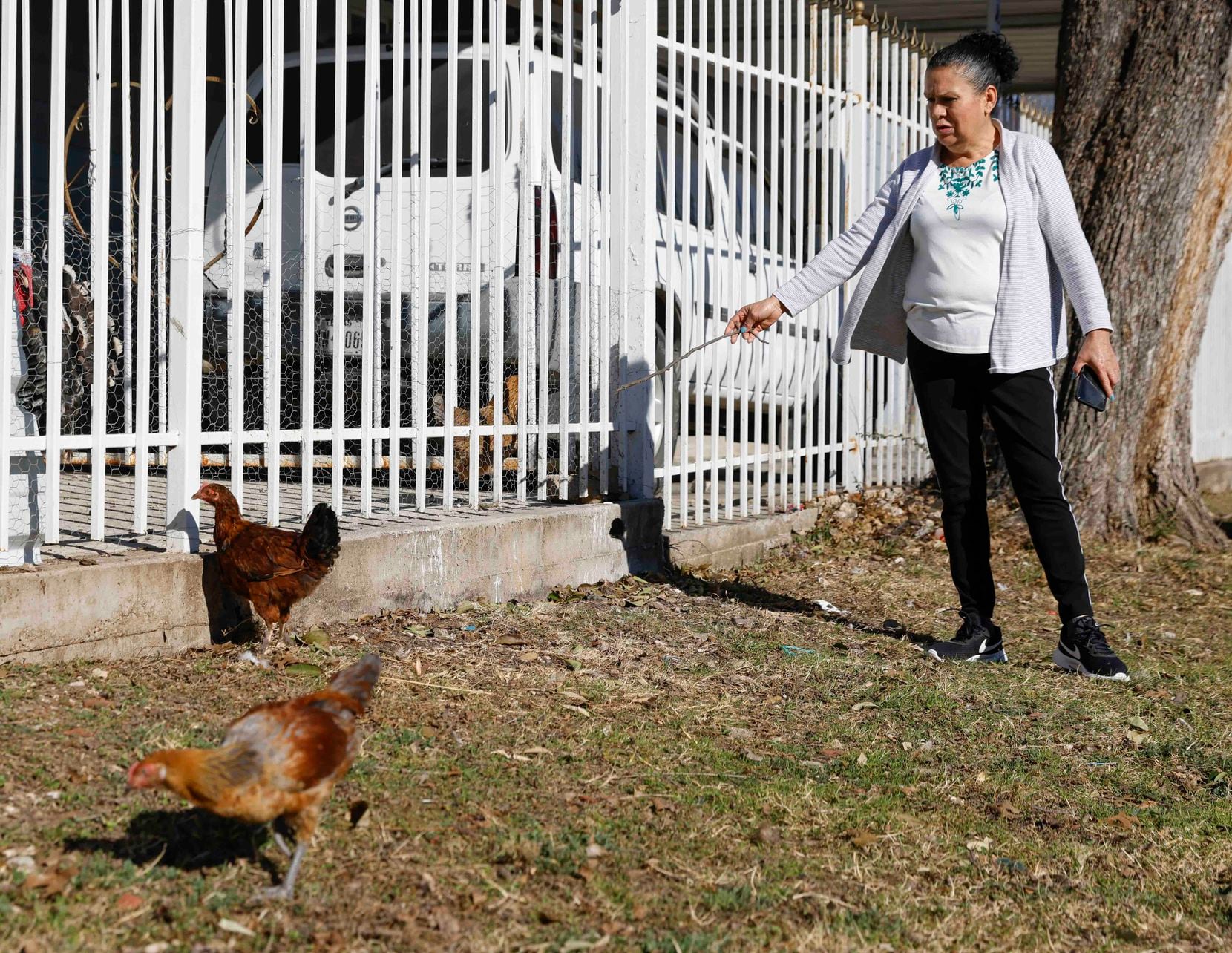 Maria Lopez, who lives near the Dallas Zoo, attends to her chickens roaming by her house on...