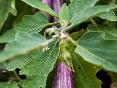 Fairy Tale eggplant grow at the new Tasteful Place edible garden 