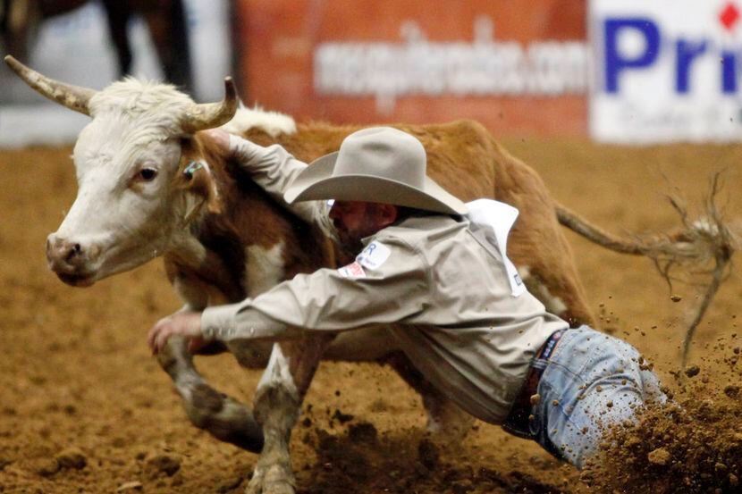 A cowboys slips off a steer at the Mesquite Arena.