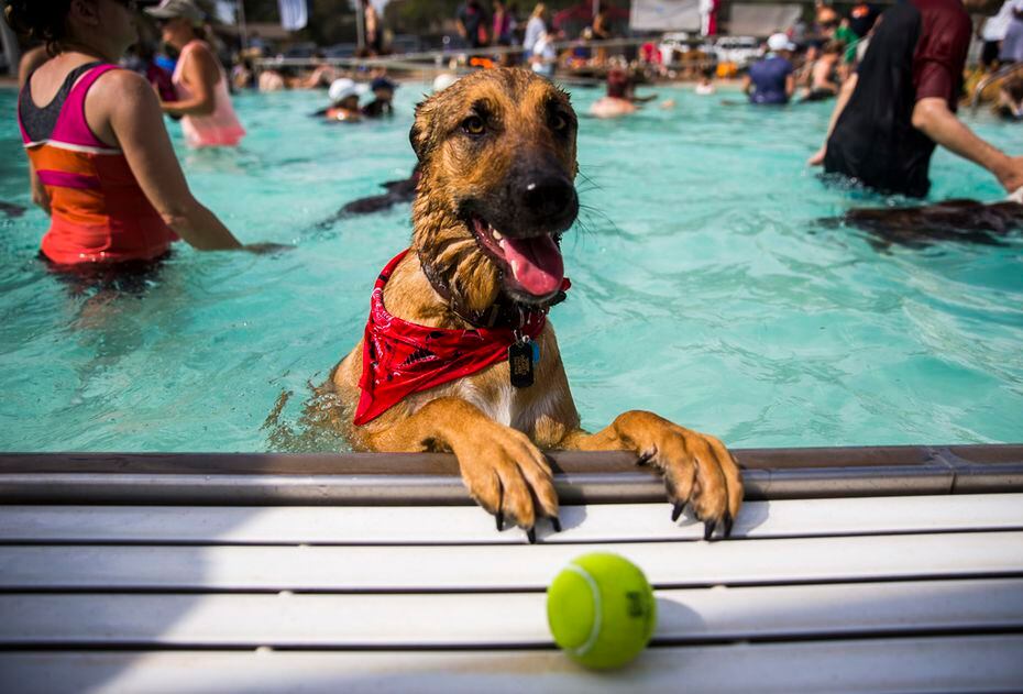 are dogs allowed in public swimming pools