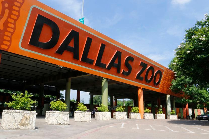 El zoológico de Dallas presenta una serie de conciertos en Safari Nights durante el verano....