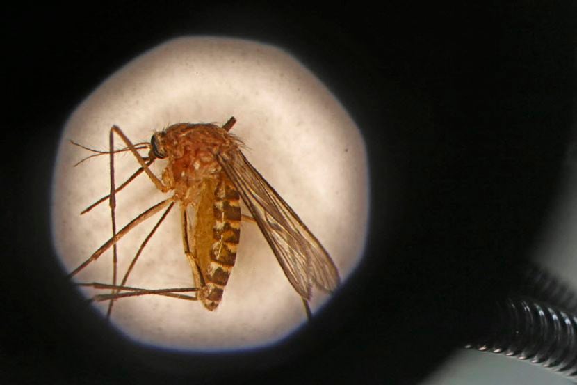 Un mosquito Culex visto a través de un microscopio en un laboratorio del condado de Dallas.