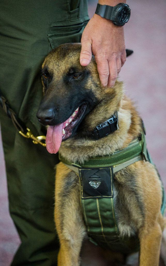 Grand Prairie police dog Jurek wears one of three bullet-resistant vests that Korean War...