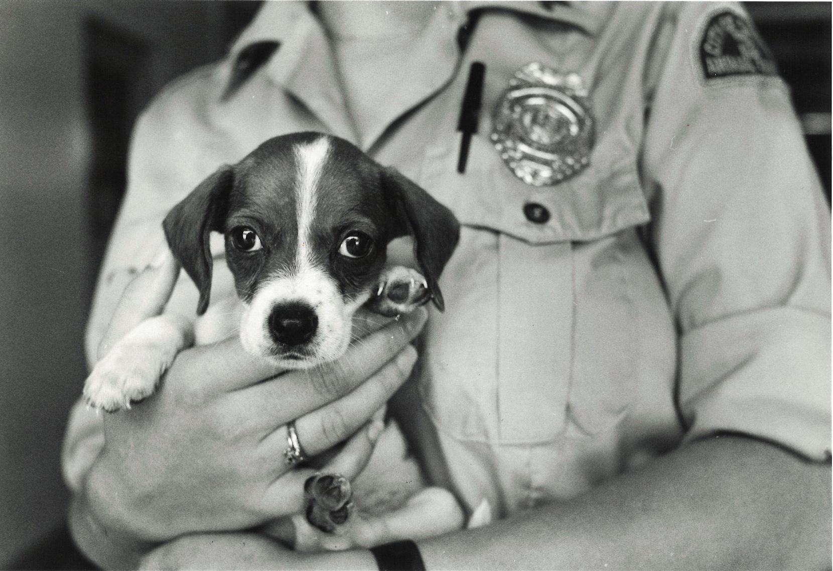 An animal control officer holds a mixed breed puppy about 8-10 weeks old at the Oak Cliff...