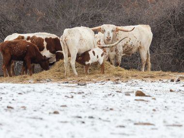 A young longhorn gets milk from its mother as she and other longhorns chew on hay in a...