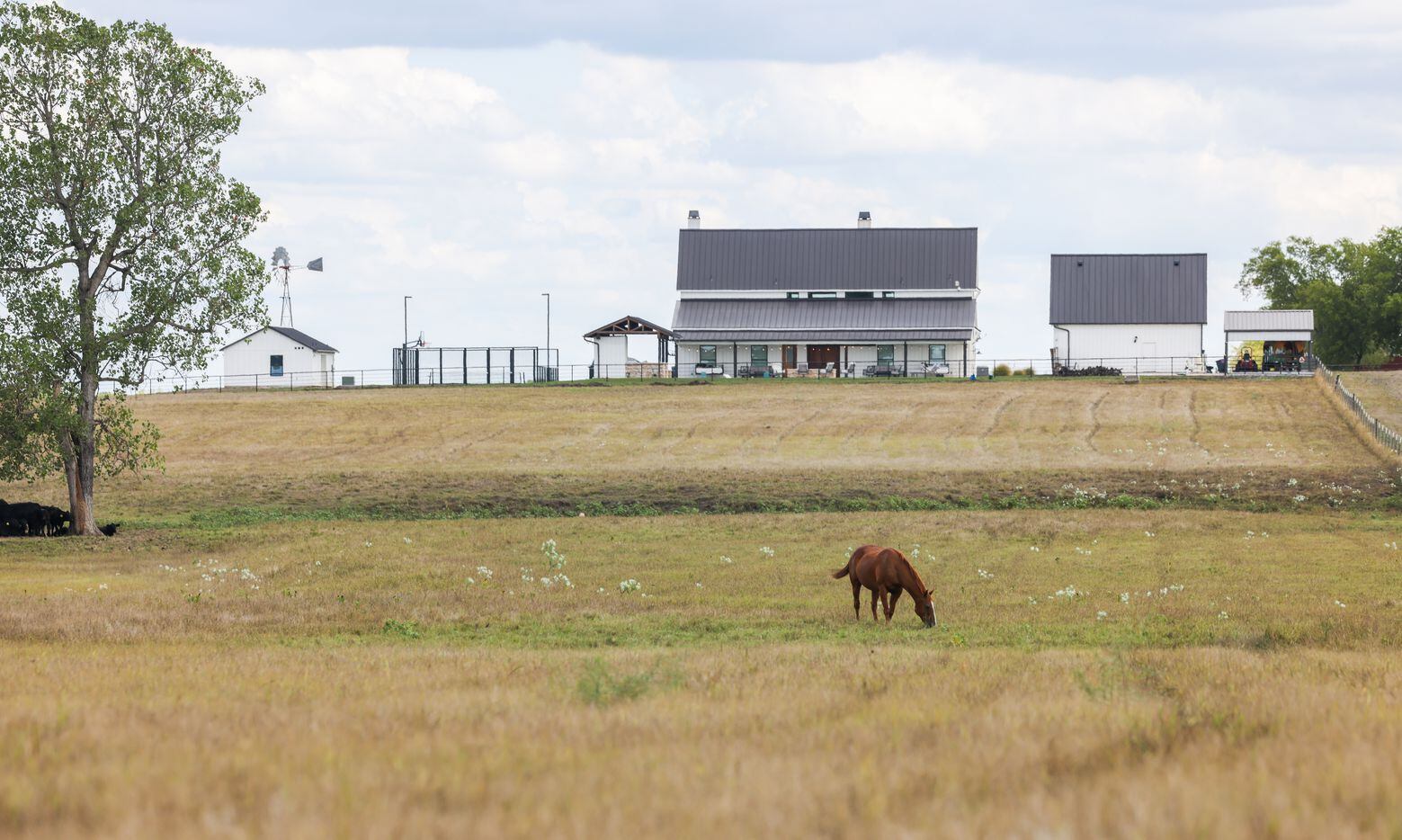 Horses and cows graze across from the growing Magnolia housing development in the city of...