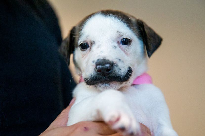 Salvador Dolly, a 5-week-old puppy, at the Hearts and Bones Rescue in Dallas on Thursday,...