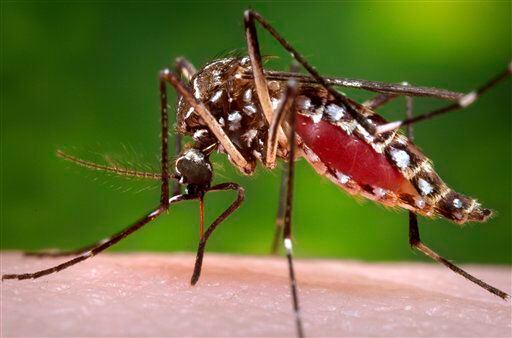 El virus del Nilo Occidental es adquirido por personas principalmente a través de picaduras...