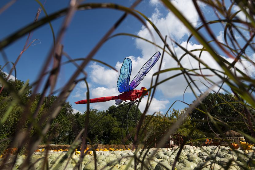 Una libélula gigante es parte de la exposición de calabazas de otoño, una e las tradiciones...