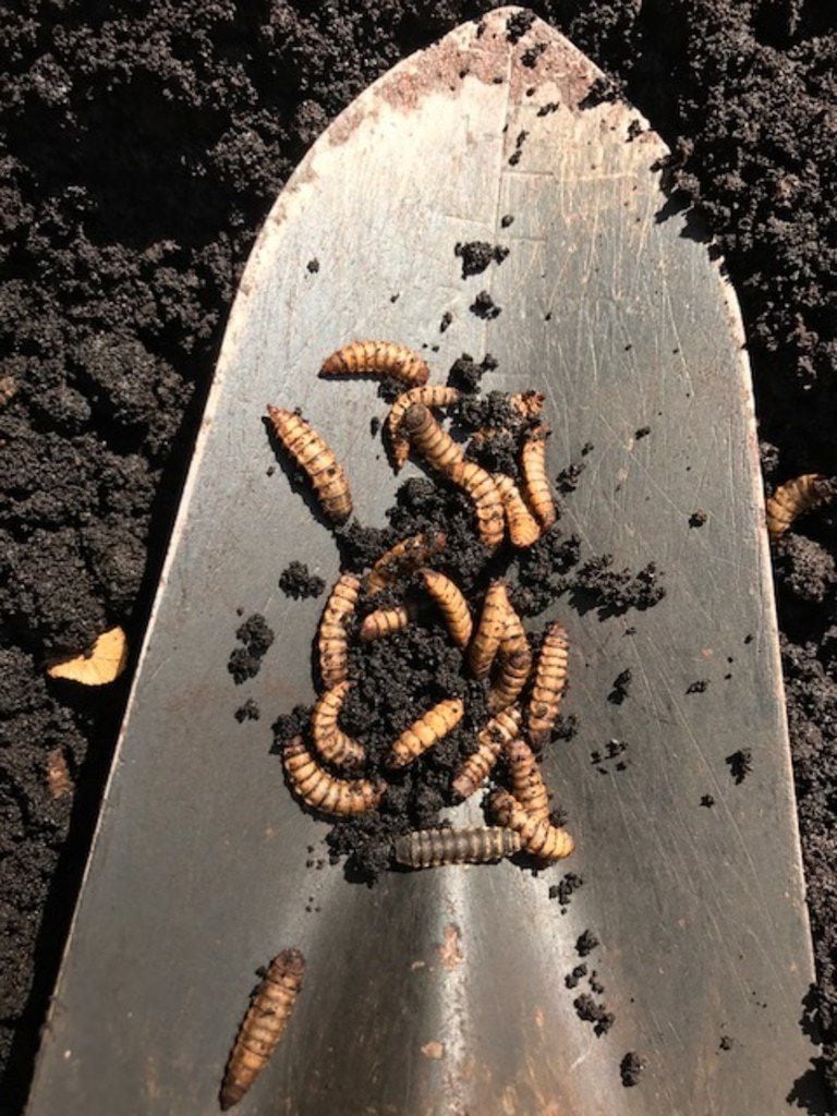 Black soldier fly larvae in coffee grounds 