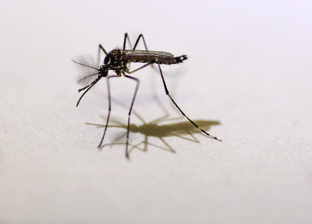 An Aedes aegypti mosquito in the lab at Pinellas County Mosquito Control in Heliport, Fla.,...