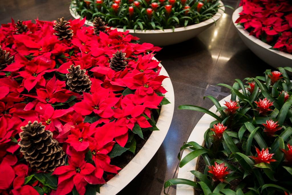 Red and green plants are among Christmas decorations in NorthPark Center. The gigantic pine...