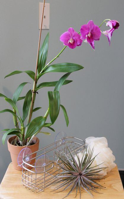 The orchid caddy for the shower is easy enough for anyone to compose. You need a caddy that...