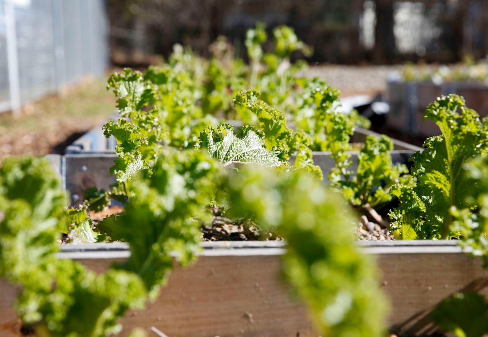 Mustard greens grow in community boxes at the Hatcher Station farm in South Dallas.