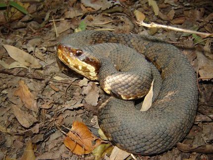 La serpiente cottonmouth, boca de algodón o mocasín de agua.
