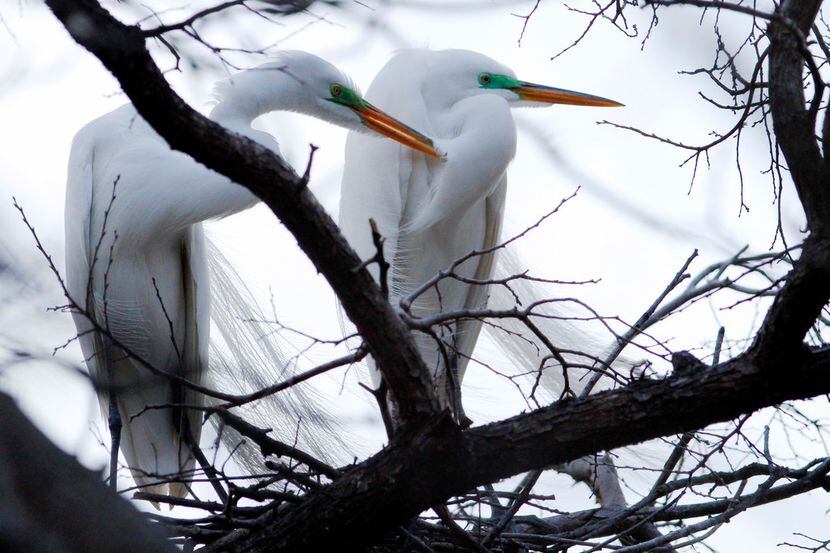 Two great egrets sit near their nest at the University of Texas Southwestern Medical Center...