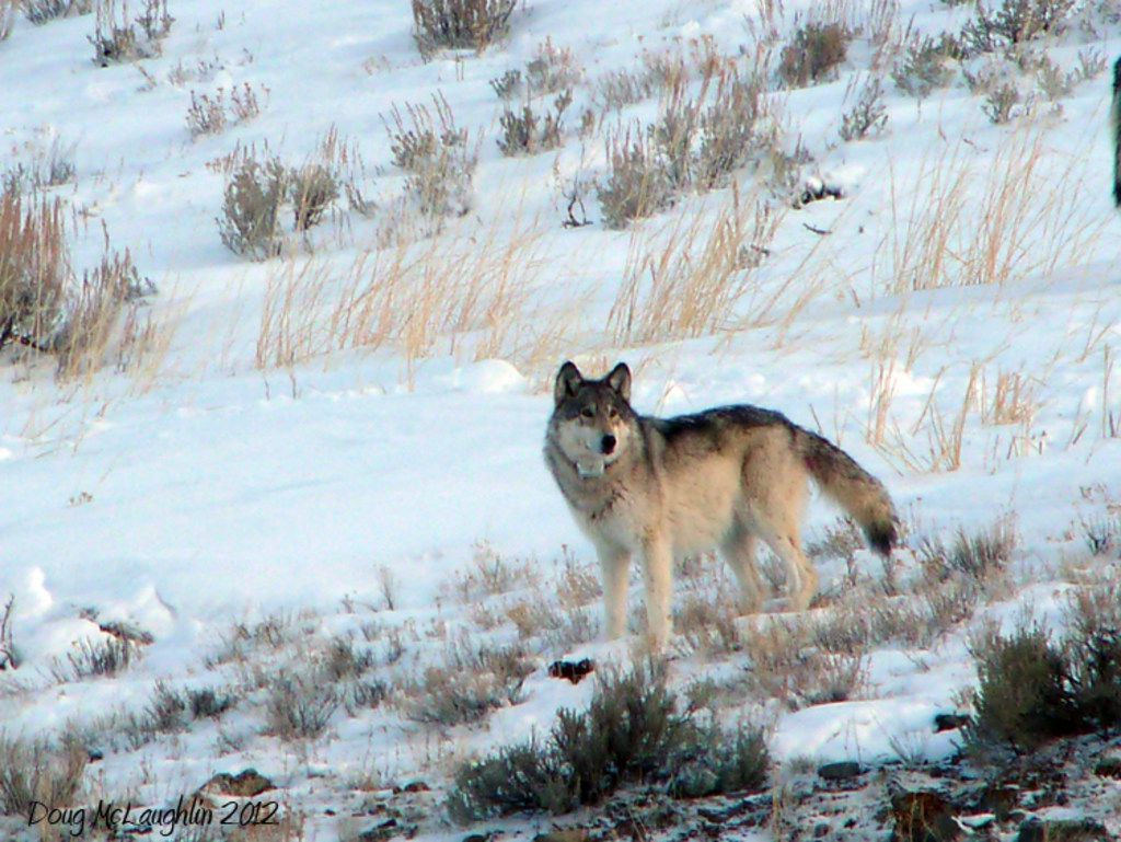 Волк 1 9 5 7 5. Yellowstone Wolf Lamar Valley. Волк в квартире. Волк средней полосы. Сильный волк.